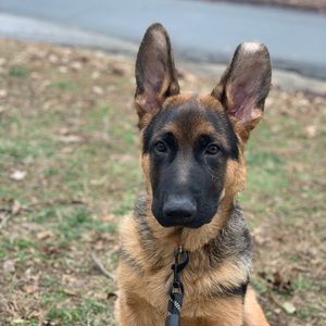 Meet your Posher, Matt